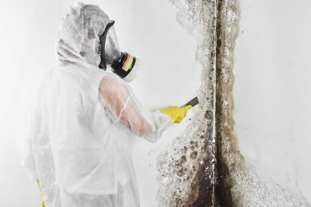 Best Same-Day Mold Removal  in Acushnet Center, MA