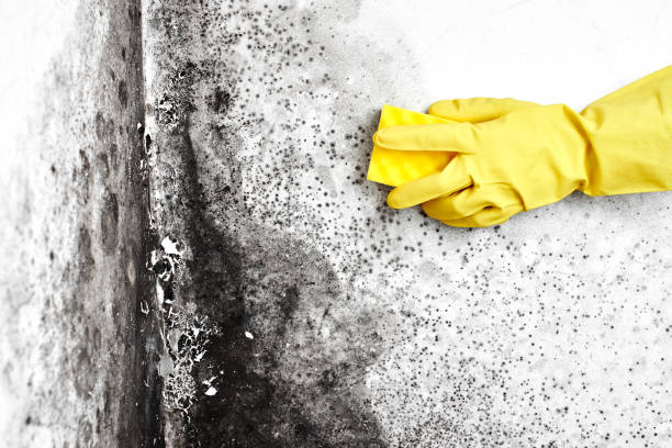Best Mold Removal Near Me  in Acushnet Center, MA
