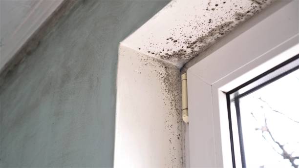 Best Residential Mold Removal  in Acushnet Center, MA