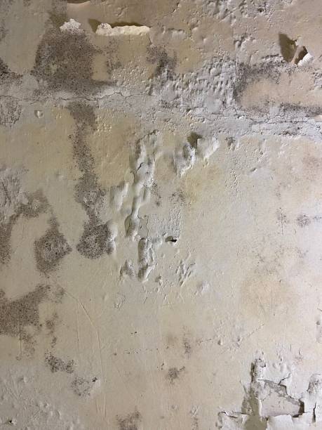 Best Fast Mold Removal  in Acushnet Center, MA