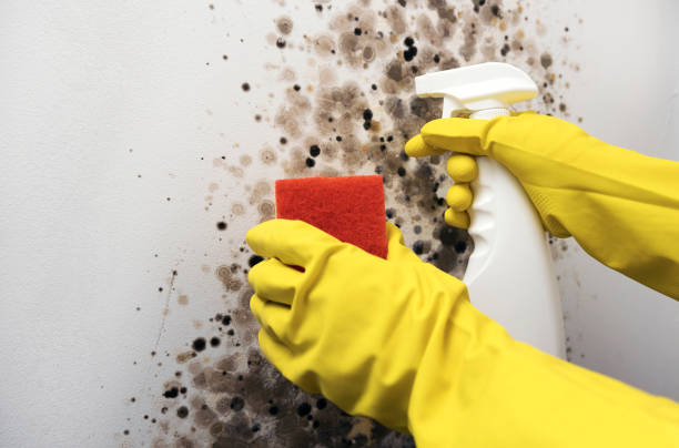 Best Mold Damage Repair  in Acushnet Center, MA