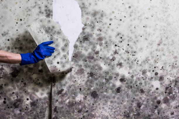 Best Mold Testing  in Acushnet Center, MA