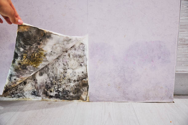 Best Mold Remediation Experts  in Acushnet Center, MA